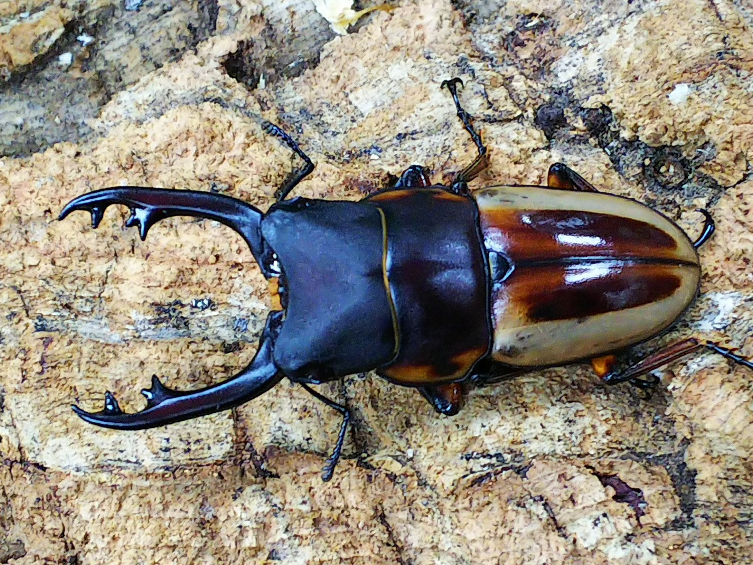 レア種】ラテラリスノコギリクワガタ亜種バヤニー CBF1ペア