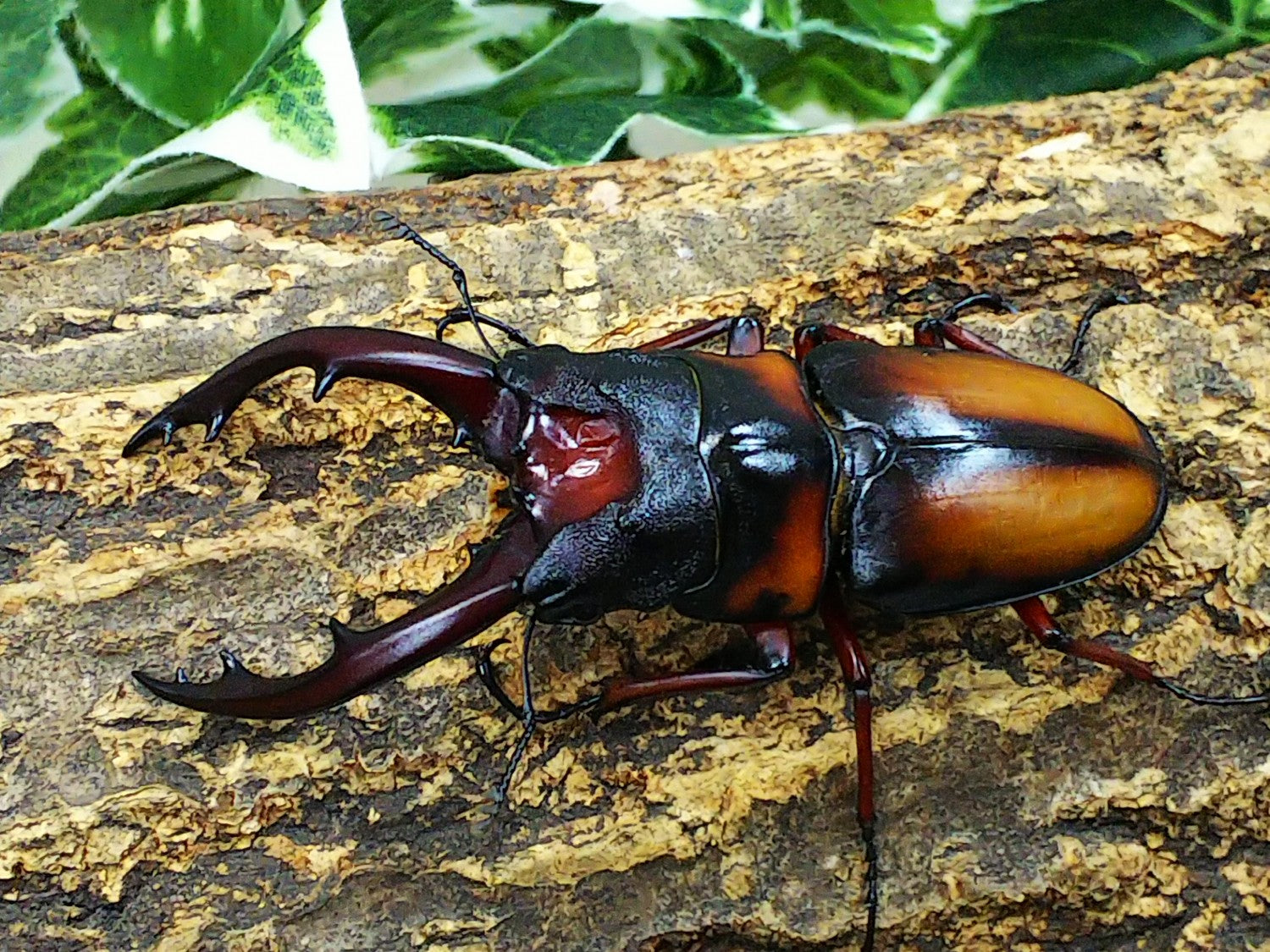 ミラビリスノコギリクワガタ – クワガタムシ・カブトムシ昆虫専門店COLORS