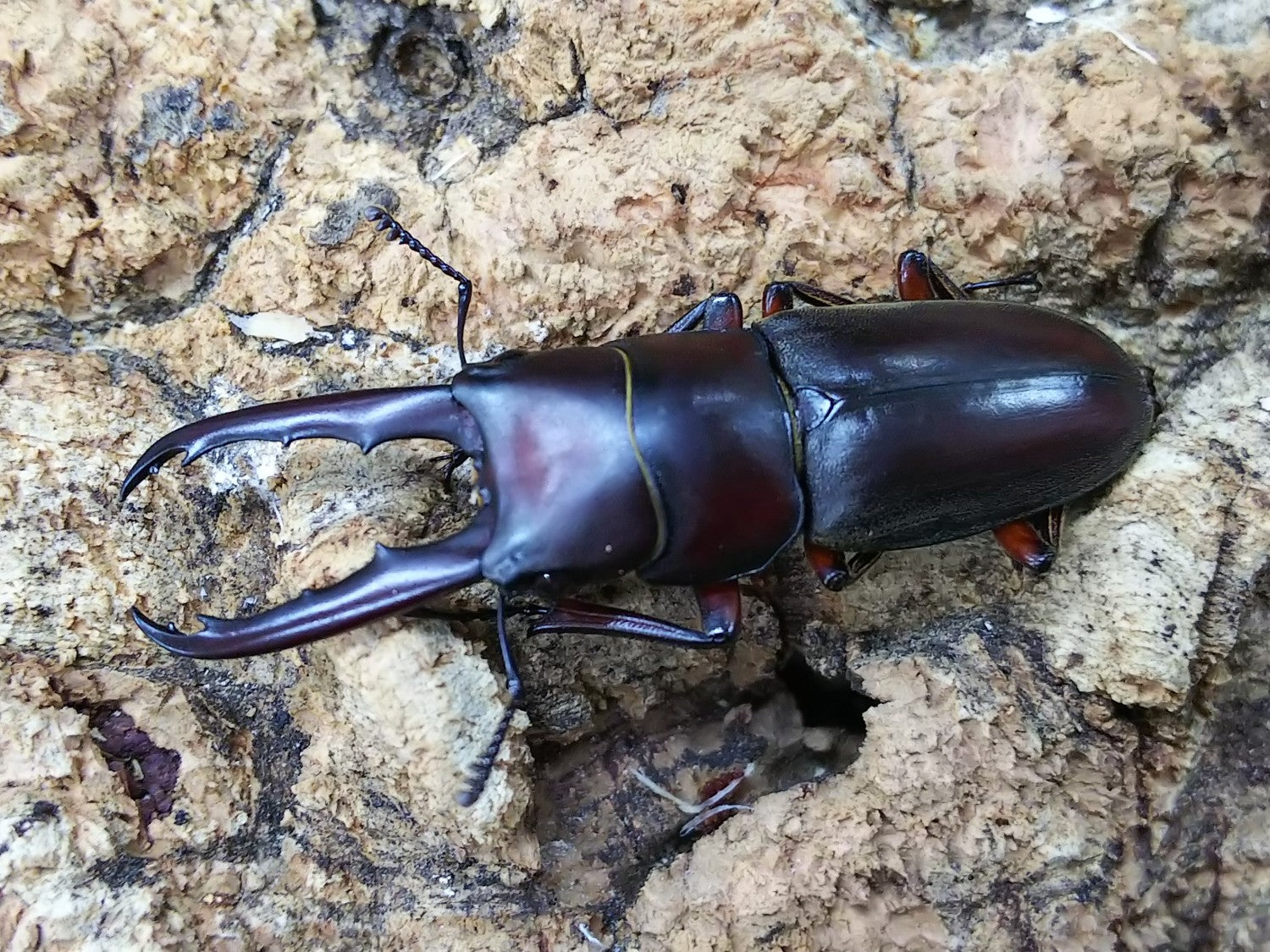 ミスティクスノコギリクワガタ – クワガタムシ・カブトムシ昆虫専門店