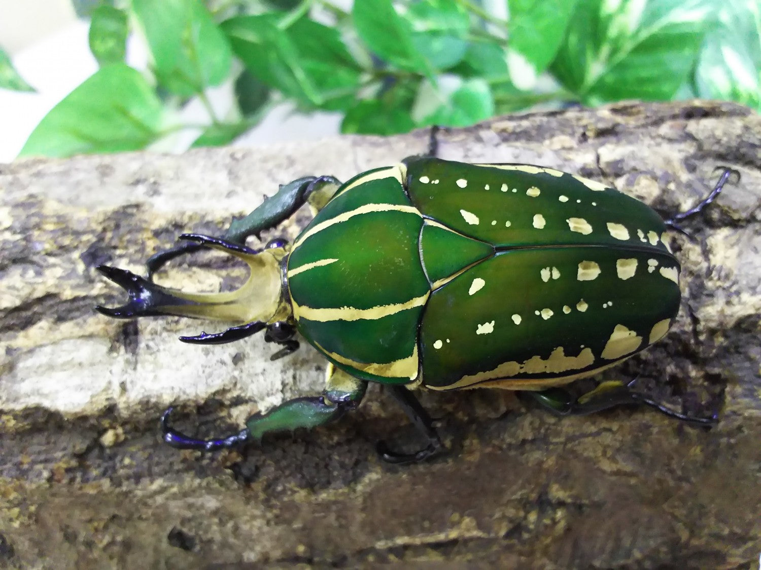 ポリフェムスオオツノカナブン – クワガタムシ・カブトムシ昆虫専門店