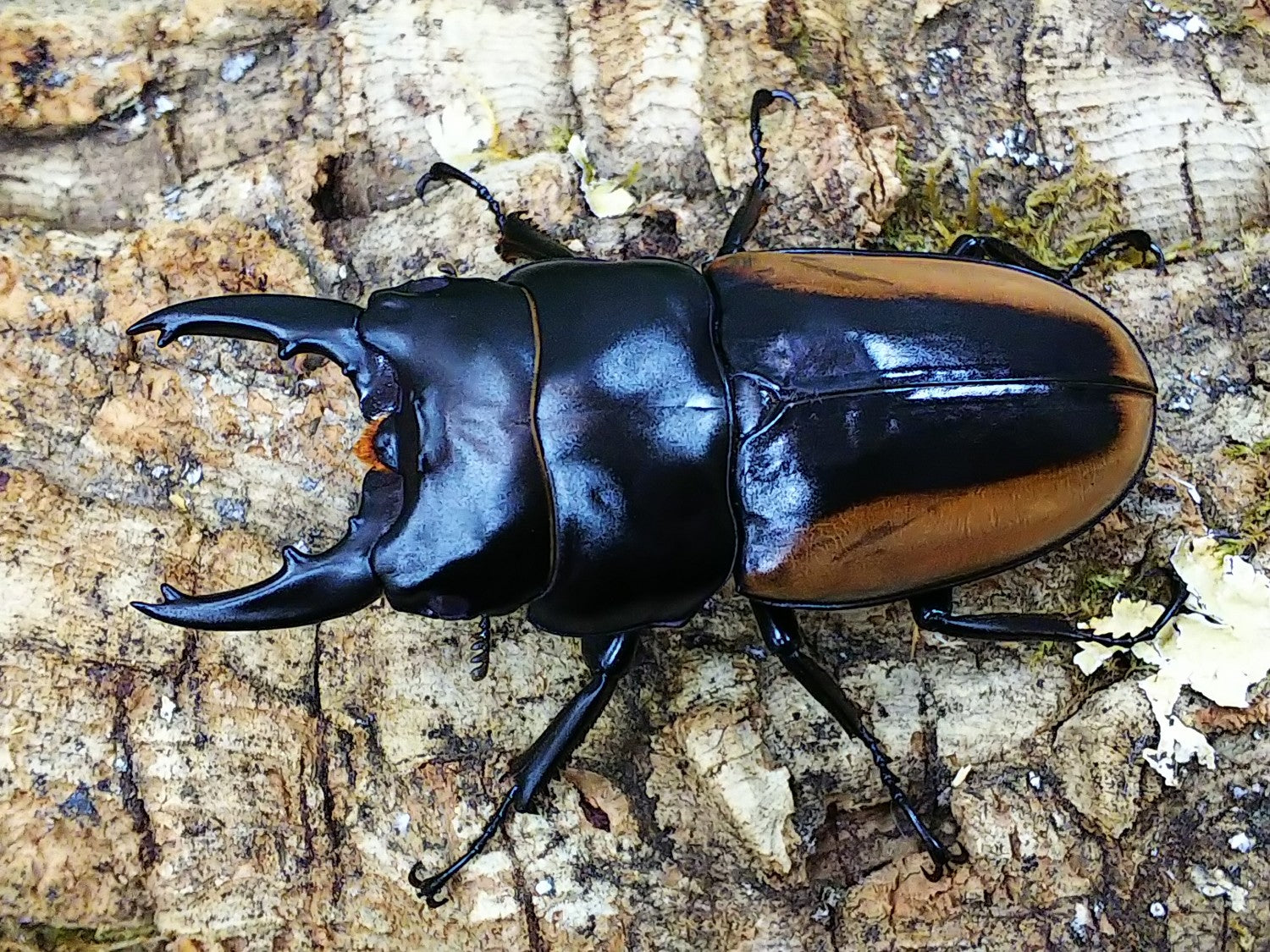 ハスタートノコギリクワガタ(亜種モエニエリ) – クワガタムシ