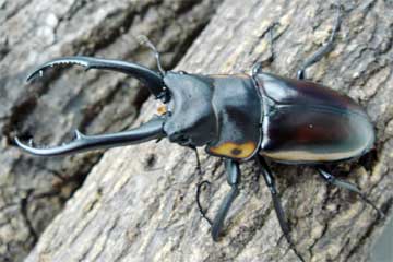 デキピエンスノコギリクワガタ – クワガタムシ・カブトムシ昆虫専門店