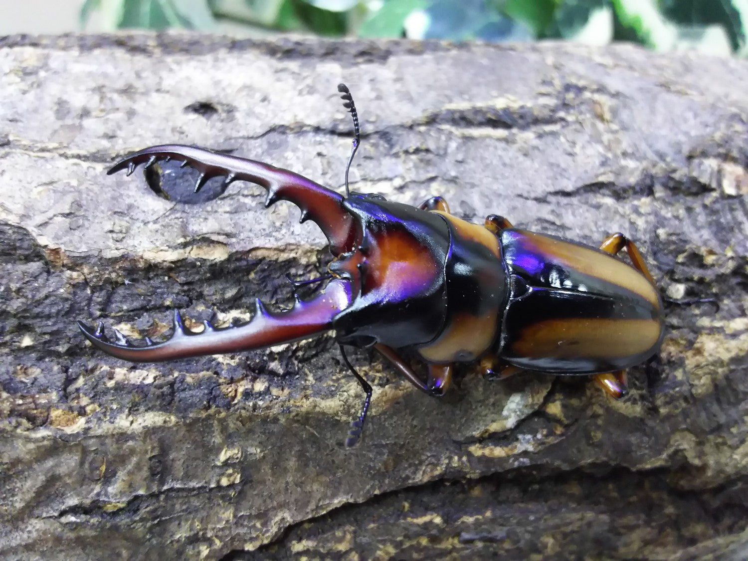 サバゲノコギリクワガタ – クワガタムシ・カブトムシ昆虫専門店