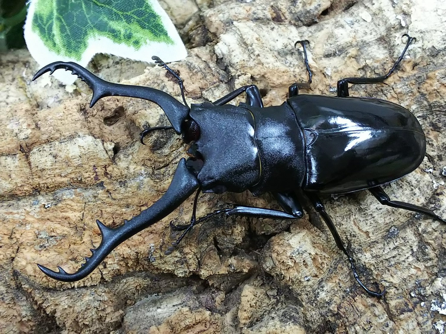 ギラファノコギリクワガタ(亜種マキタイ) – クワガタムシ・カブトムシ