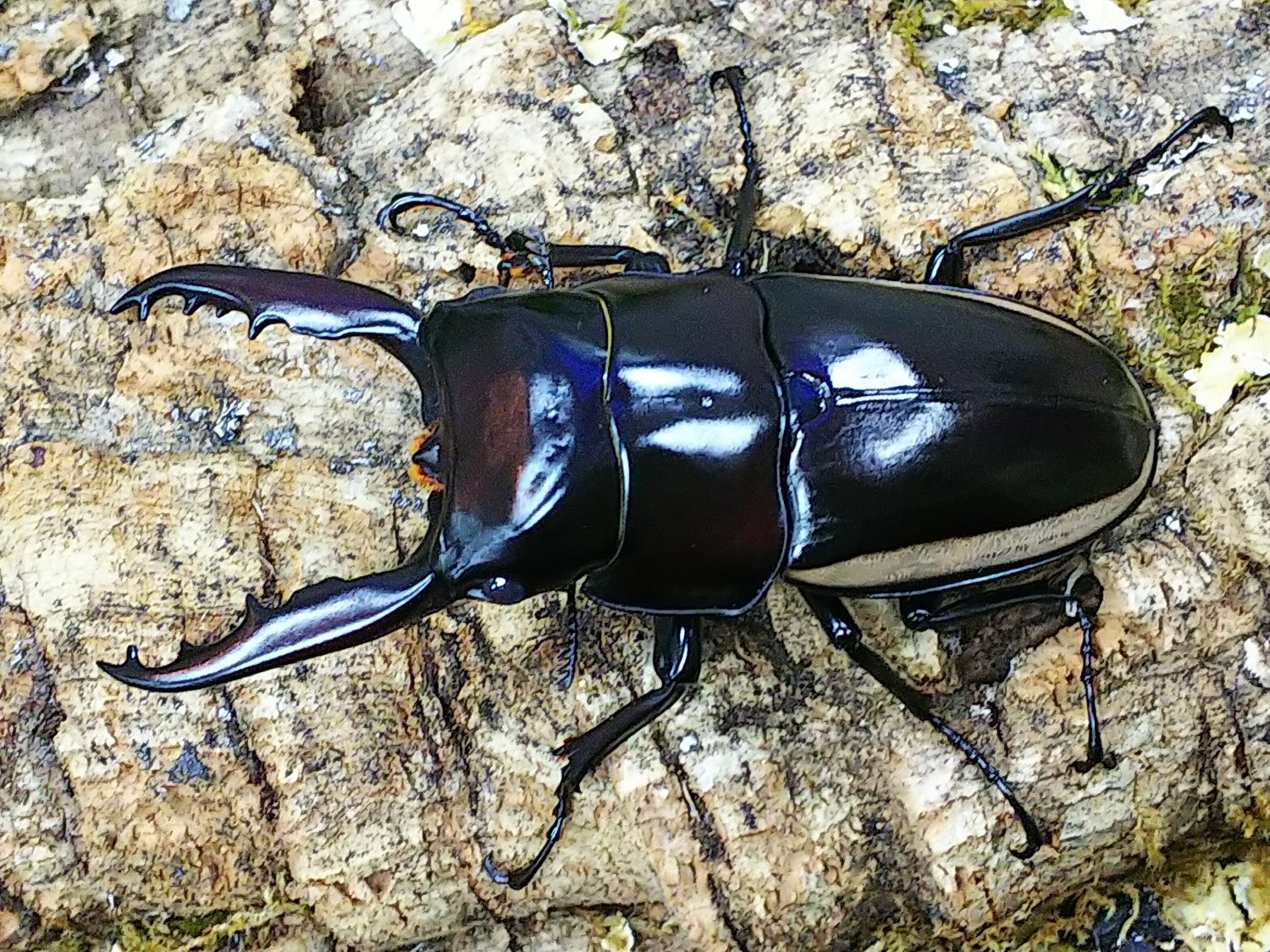 ウォレスノコギリクワガタ – タグ 