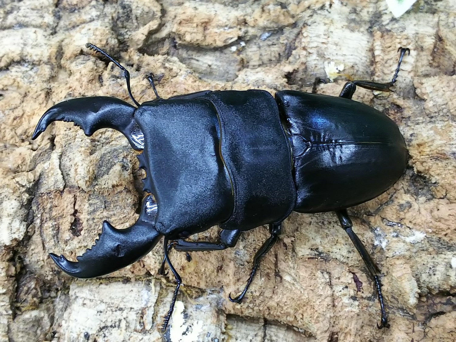 マナドヒラタ(ヒラタクワガタ原名亜種) – クワガタムシ・カブトムシ昆虫専門店COLORS