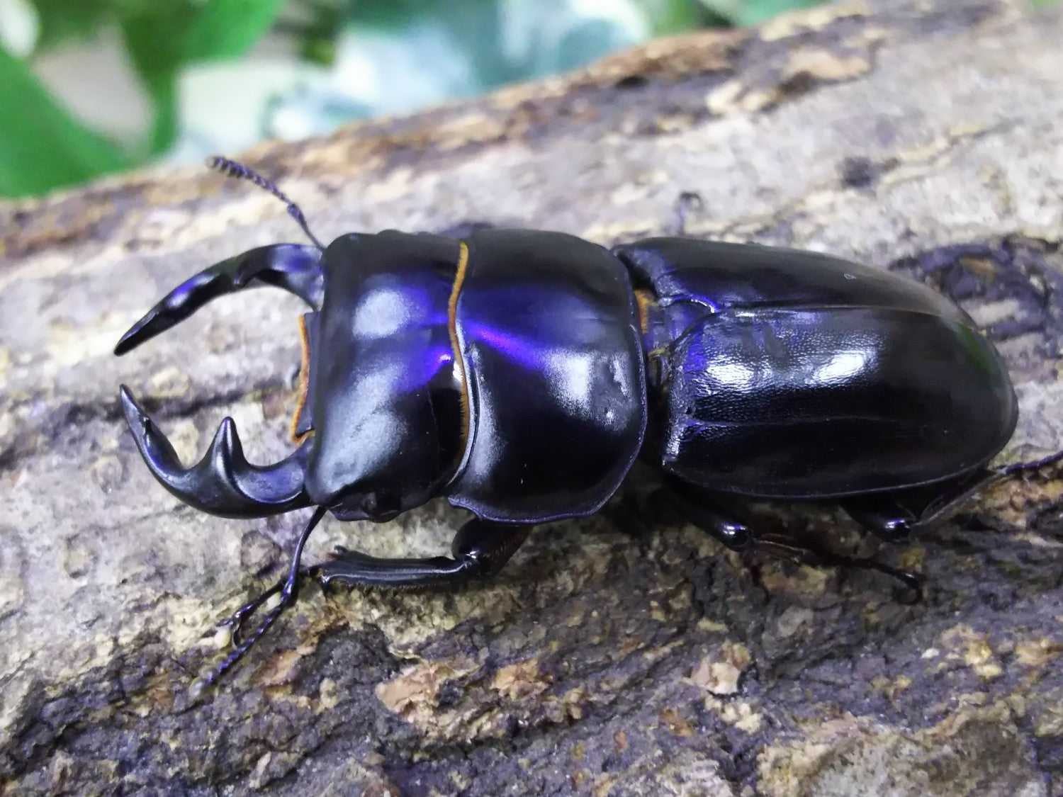 ツノボソオオクワガタ(中国・台湾亜種) – クワガタムシ・カブトムシ