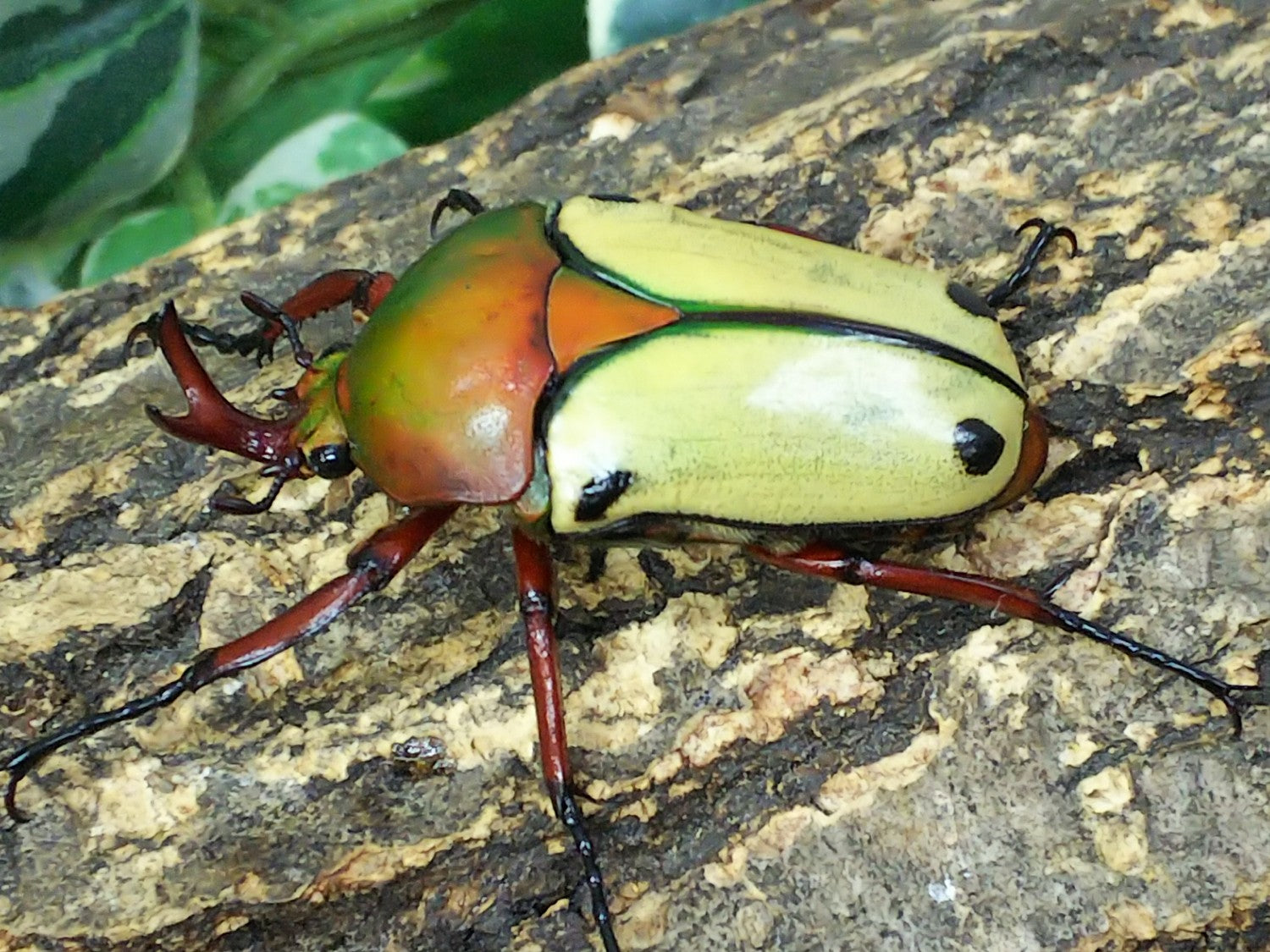 ヘレロエンシスサスマタカナブン – タグ 