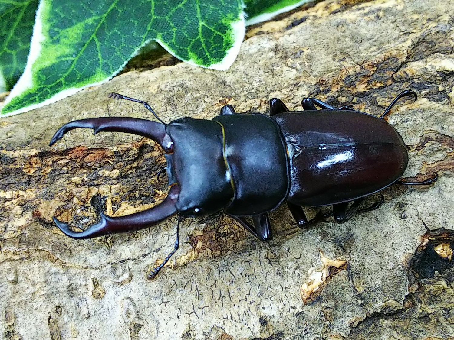 トカラコクワガタ　標本　野外品 トカラコクワガタ – クワガタムシ・カブトムシ昆虫専門店COLORS
