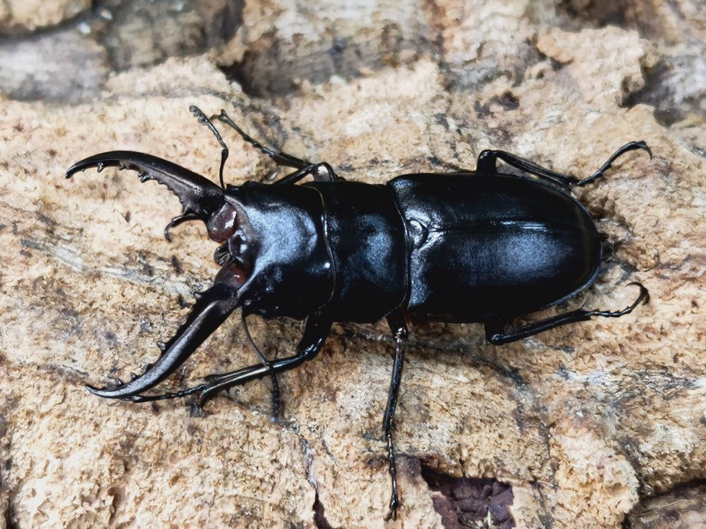 ハチジョウノコギリクワガタ – クワガタムシ・カブトムシ昆虫 ハチジョウノコギリクワガタ – クワガタムシ・カブトムシ昆虫