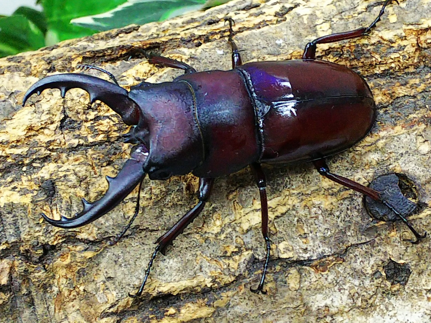 クメジマノコギリクワガタ – クワガタムシ・カブトムシ昆虫専門店COLORS