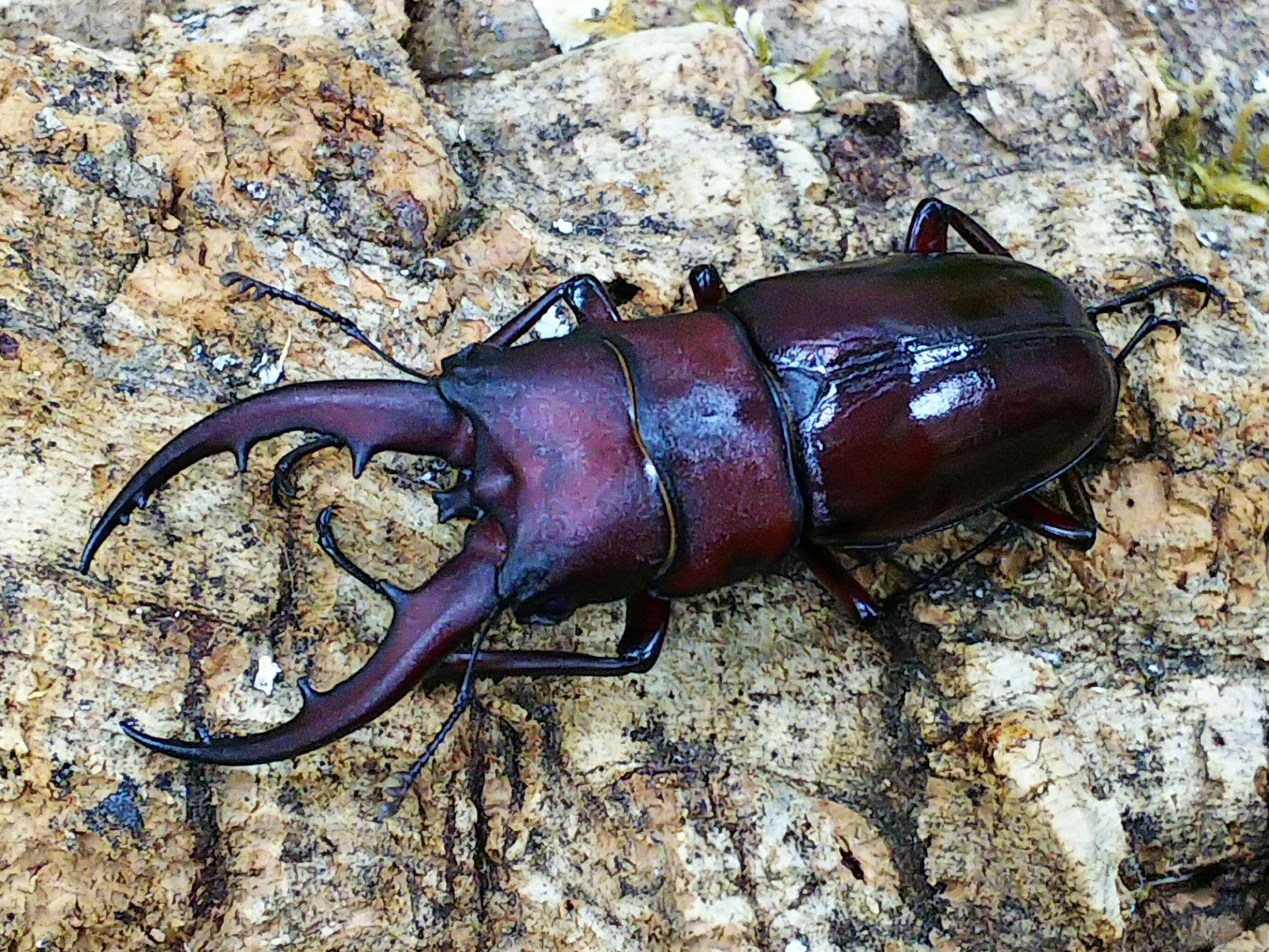 オキナワノコギリクワガタ – クワガタムシ・カブトムシ昆虫専門店COLORS