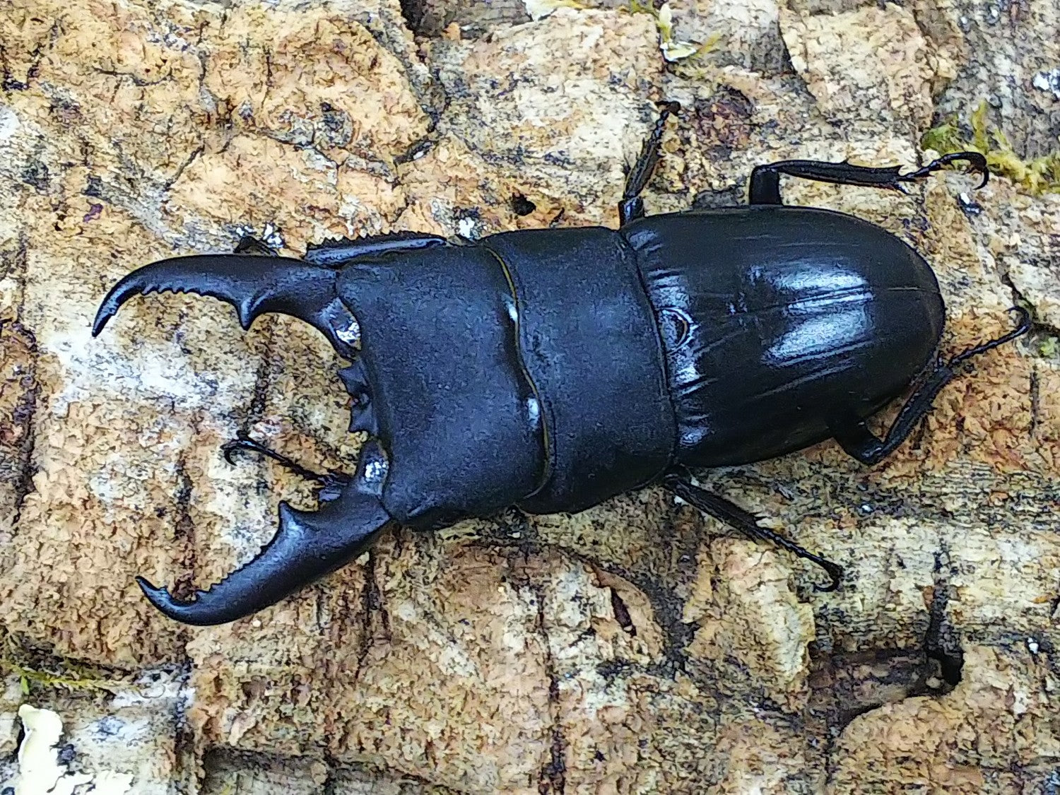 本土ヒラタクワガタ – クワガタムシ・カブトムシ昆虫専門店COLORS