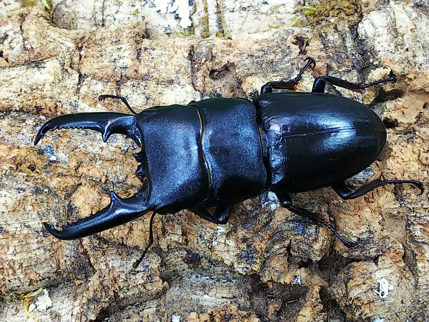 対馬クワガタセット 対馬クワガタセット