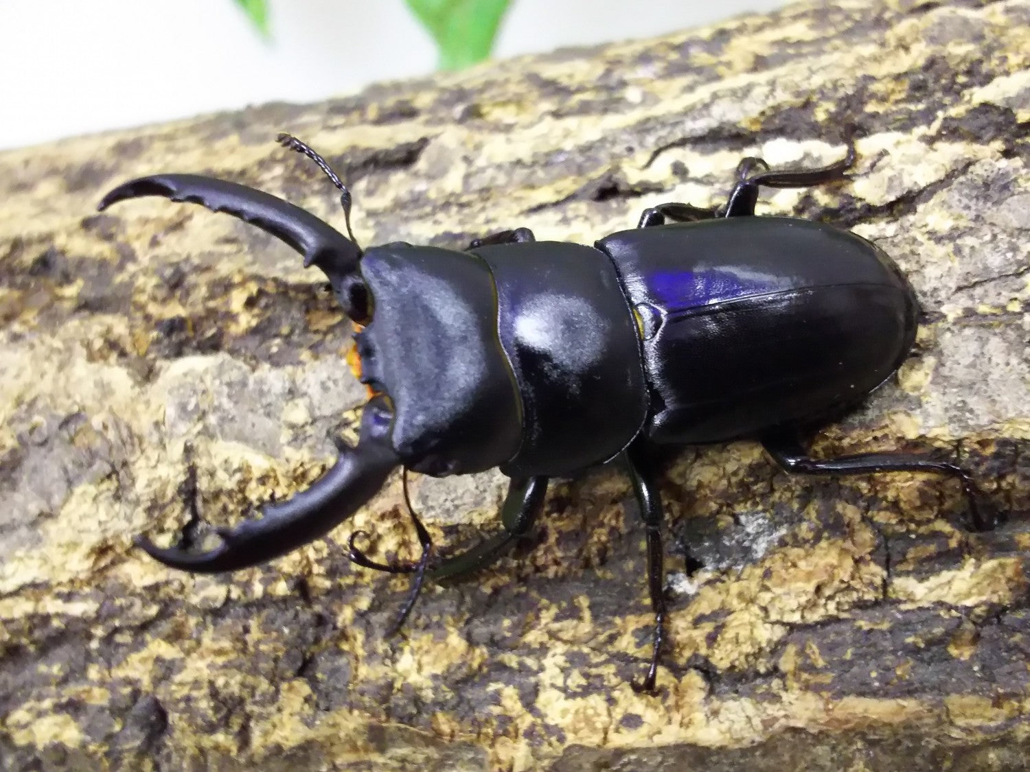 馬度産ヒラタ&オキナワヒラタ&ネブト 馬度産ヒラタ&オキナワヒラタ&ネブト - メルカリ