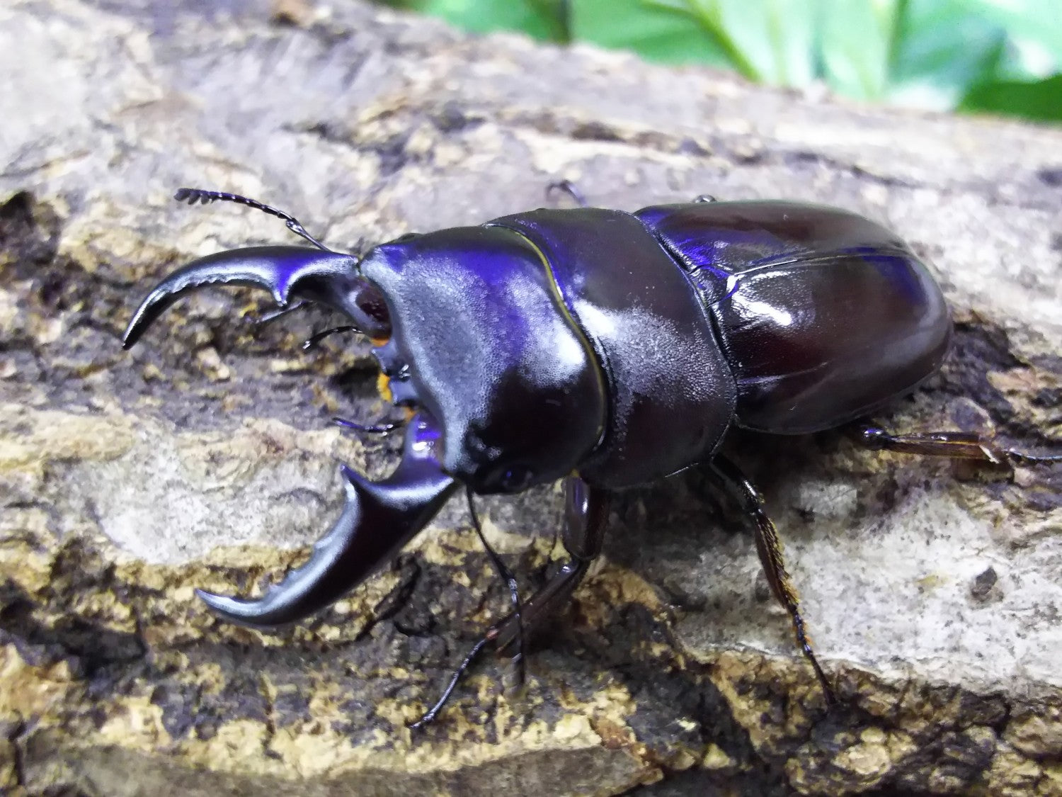 ダイトウヒラタクワガタ – クワガタムシ・カブトムシ昆虫専門店