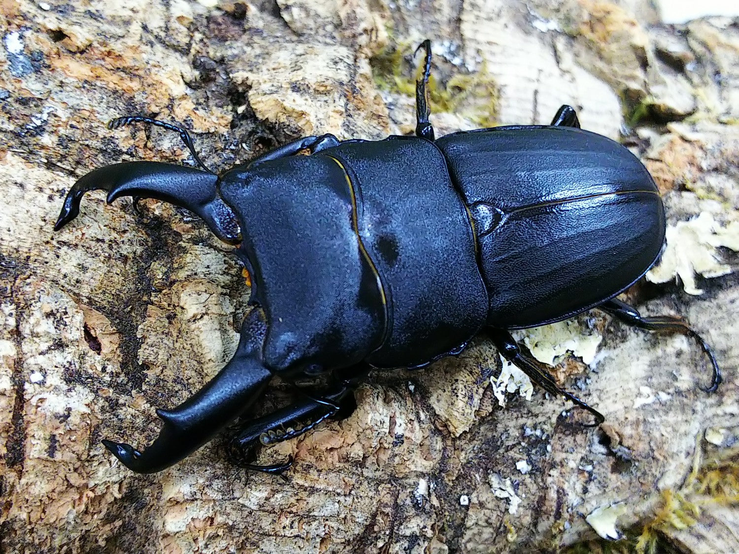 スジブトヒラタクワガタ – クワガタムシ・カブトムシ昆虫専門店COLORS