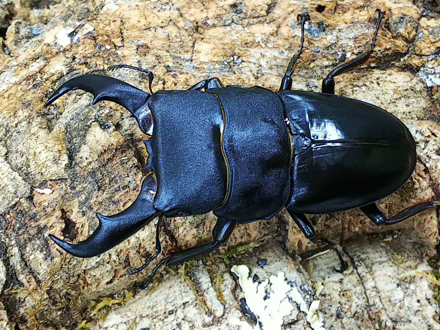 サキシマヒラタクワガタ – クワガタムシ・カブトムシ昆虫専門店COLORS