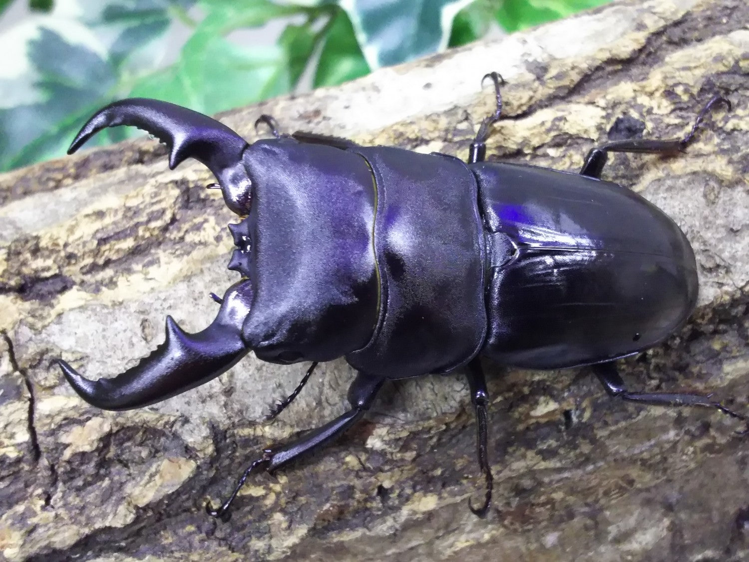 オキナワヒラタクワガタ – クワガタムシ・カブトムシ昆虫専門店