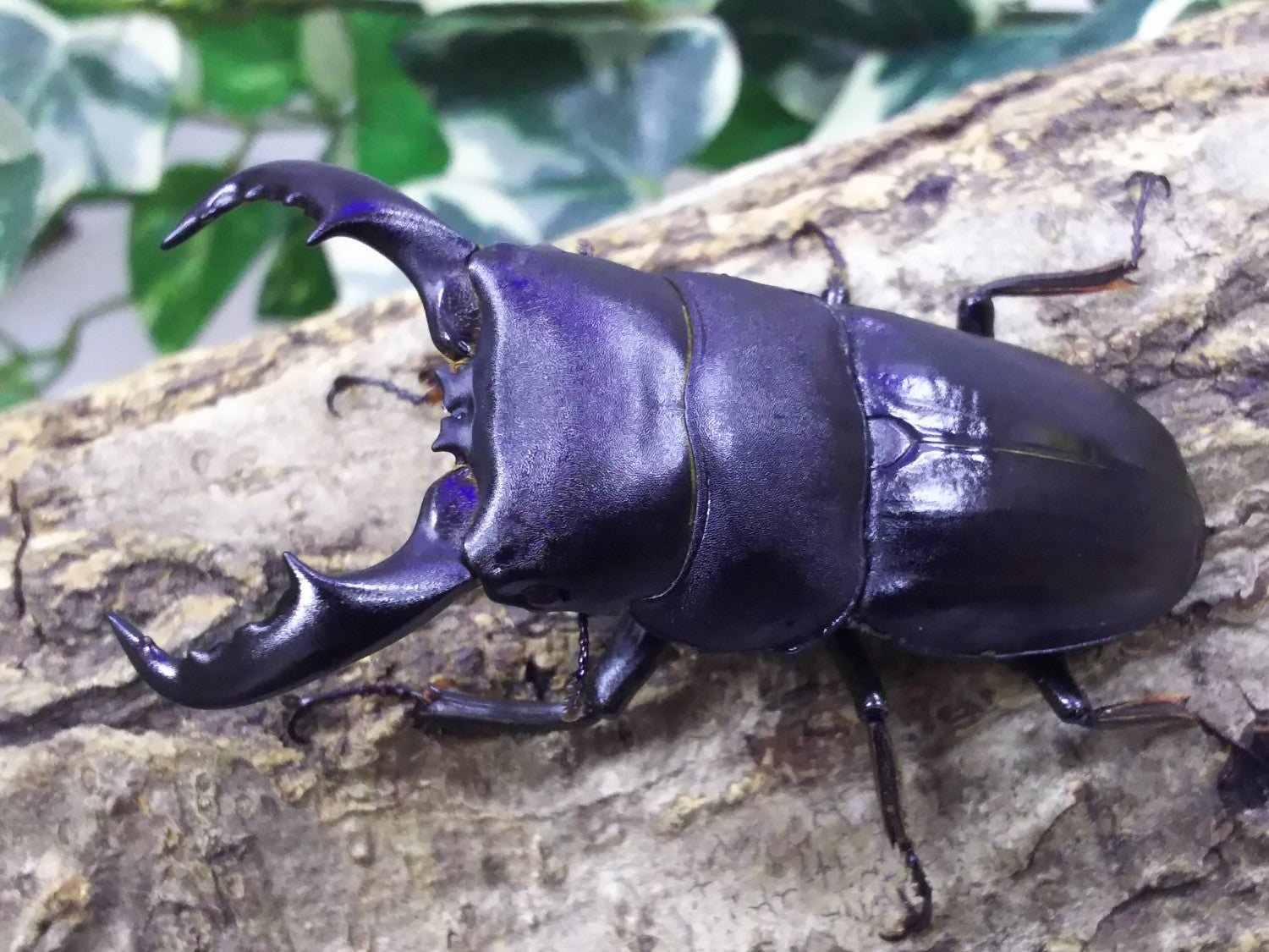 ⭐️アマミヒラタ♂標本大型⭐️ 楽天市場】大型種！極太【DDA】アマミヒラタ 成虫 ペア ♂55