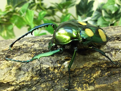 ラッケリーテナガカナブン– クワガタムシ・カブトムシ昆虫専門店COLORS
