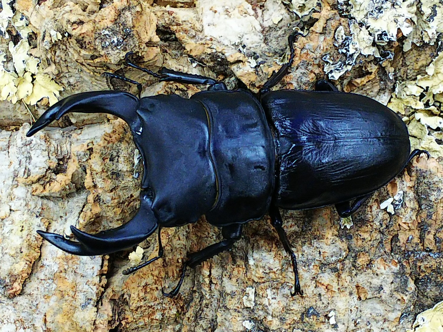 国産オオクワガタ(福岡県産) – クワガタムシ・カブトムシ昆虫専門店COLORS