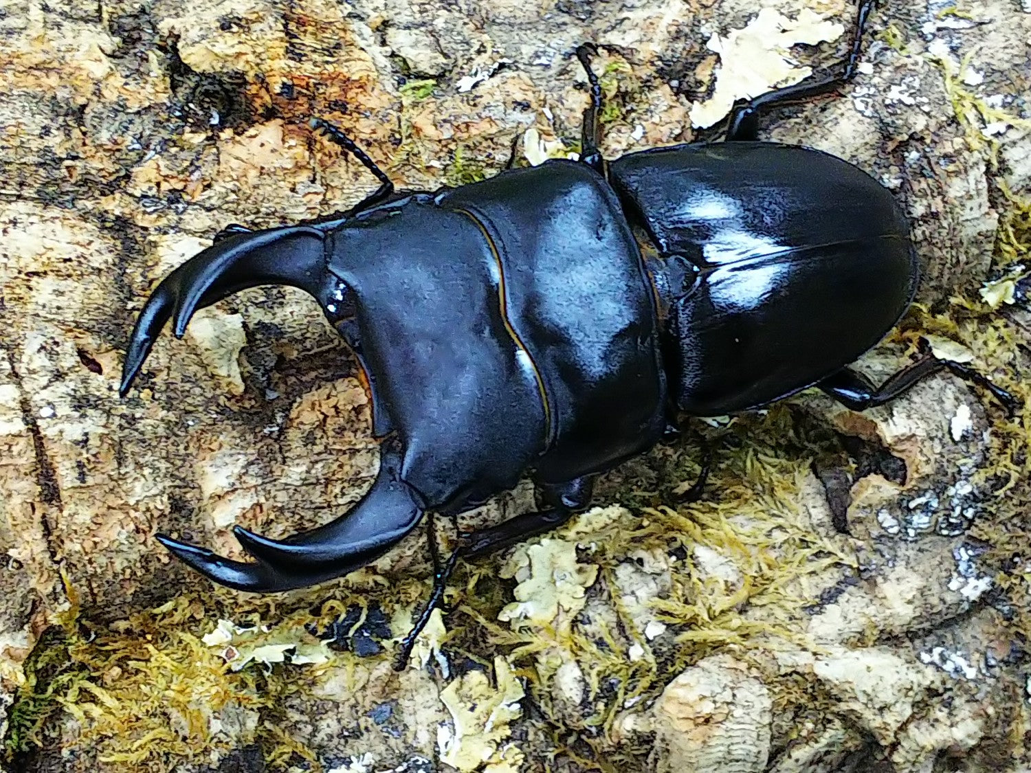 国産オオクワガタ(佐賀県産) – クワガタムシ・カブトムシ昆虫
