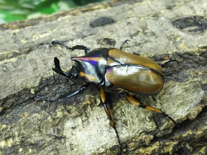 ガビサンツノカナブン – クワガタムシ・カブトムシ昆虫専門店COLORS