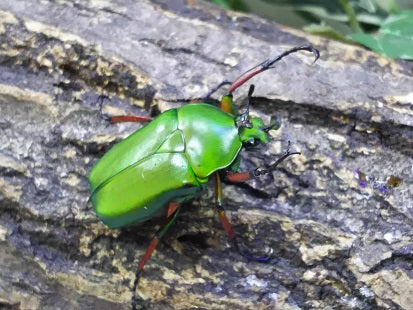グンバイツノカナブン – タグ 