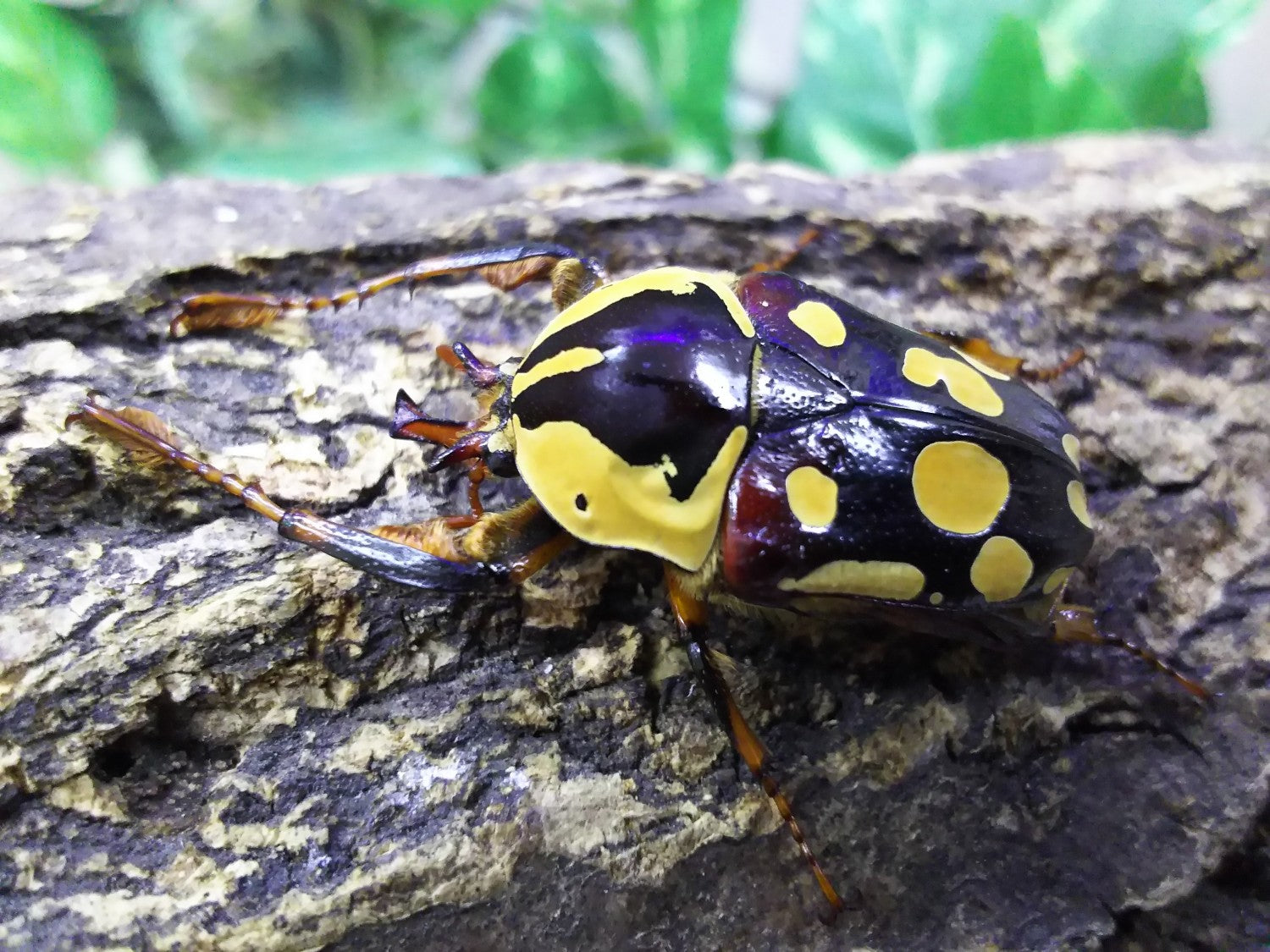 カナブン ケアシツノカナブン – タグ 