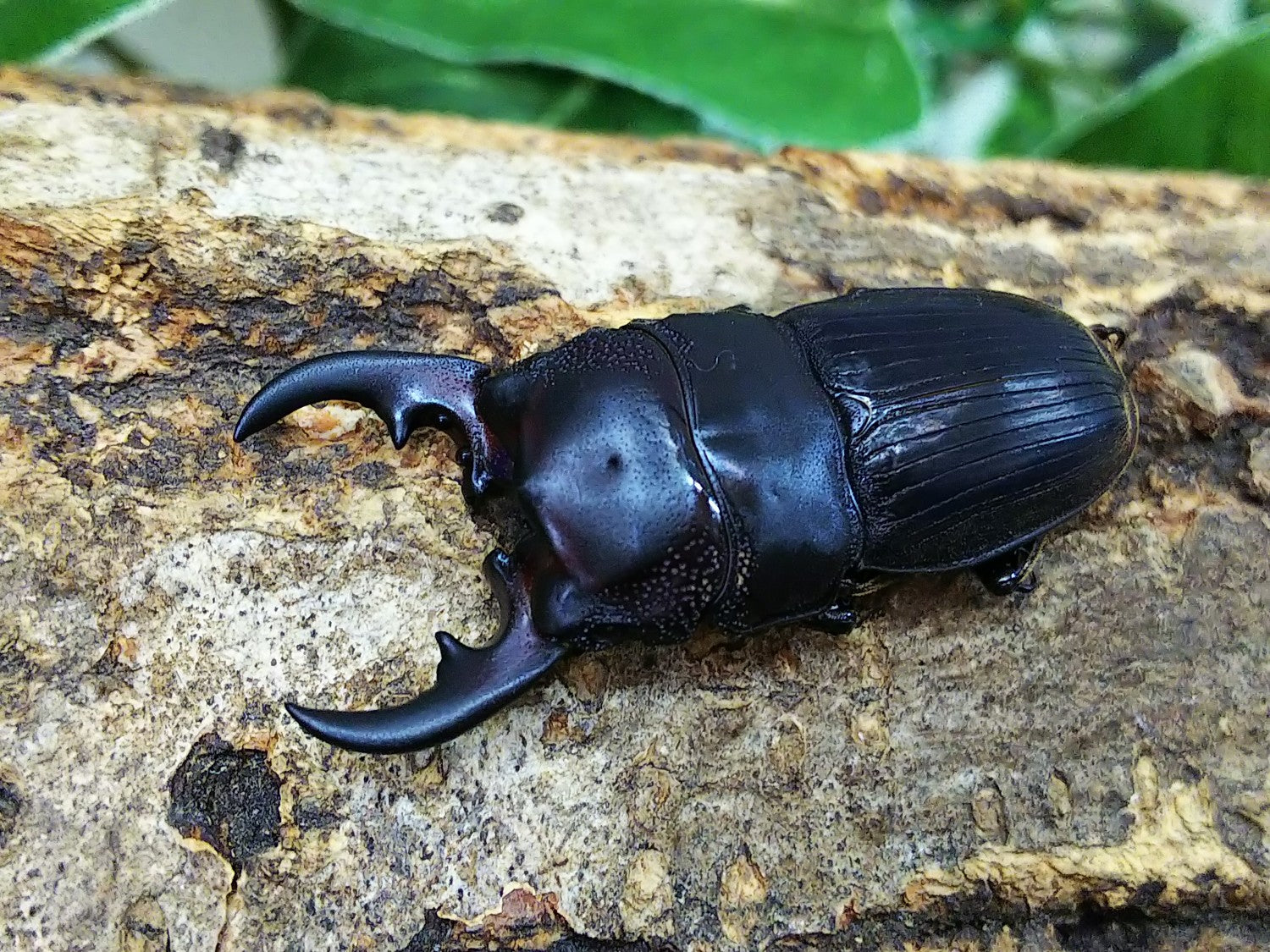 アクミナートゥスネブトクワガタ | 萌萌虫雑記帳 亜種cicatricosus