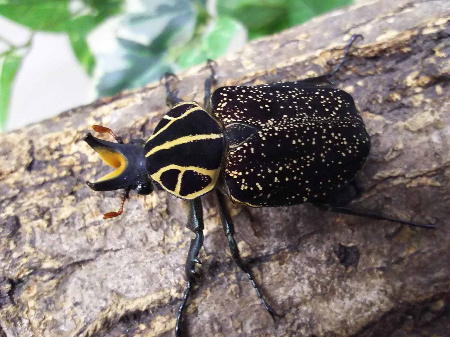 インカツノコガネ(原名亜種) – クワガタムシ・カブトムシ昆虫専門店COLORS