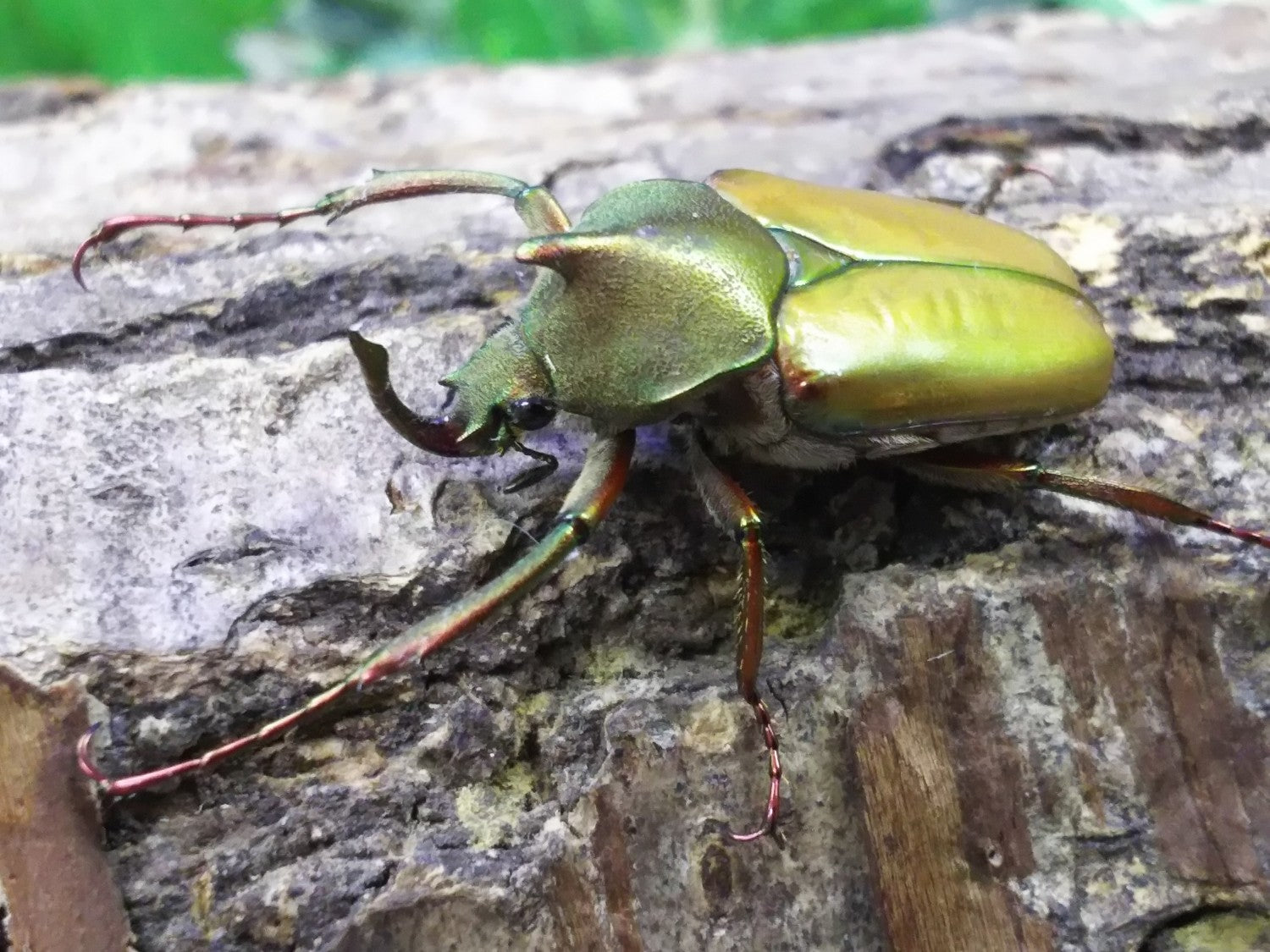 マインドロンカブトハナムグリ – クワガタムシ・カブトムシ昆虫専門店