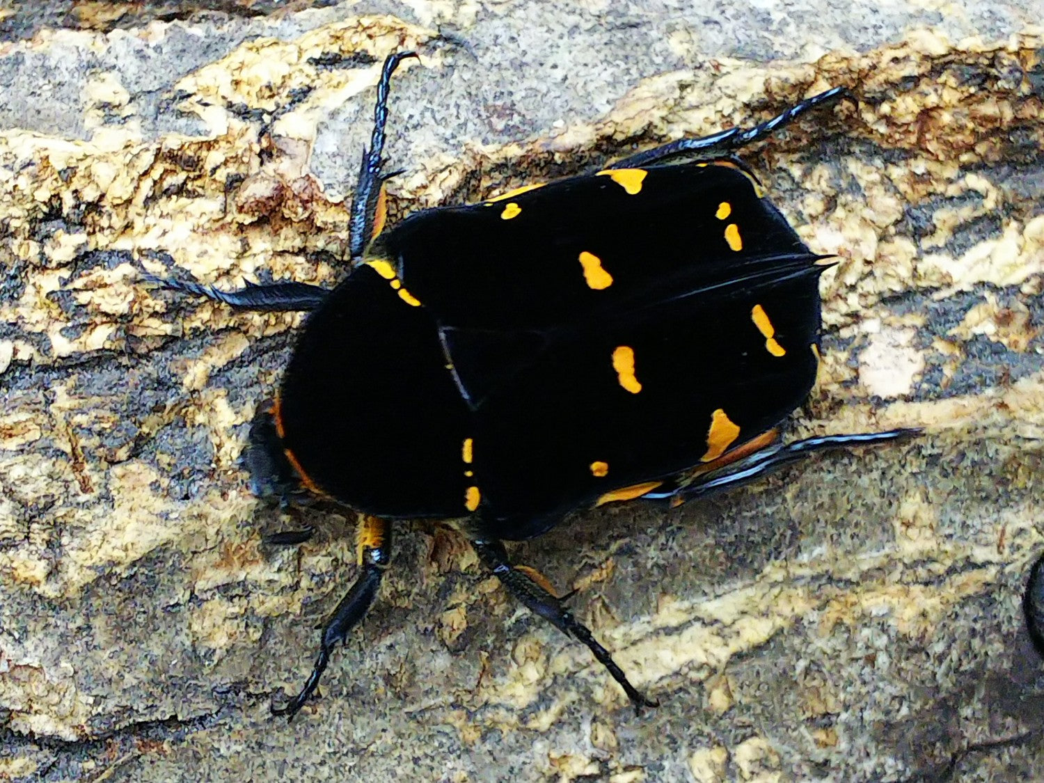 ノックスキモンハナムグリ – タグ 