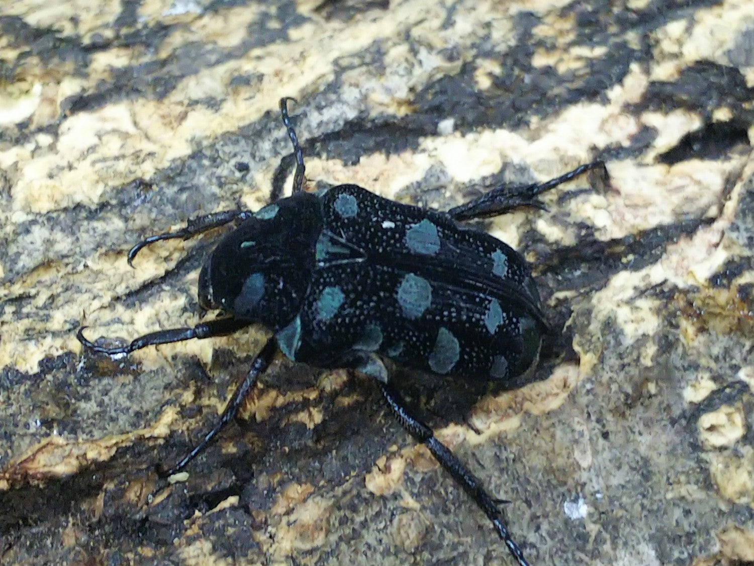 アポキヌツヤハナムグリ – クワガタムシ・カブトムシ昆虫専門店COLORS