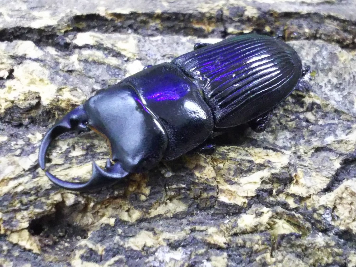 タイワンネブトクワガタ – タグ 