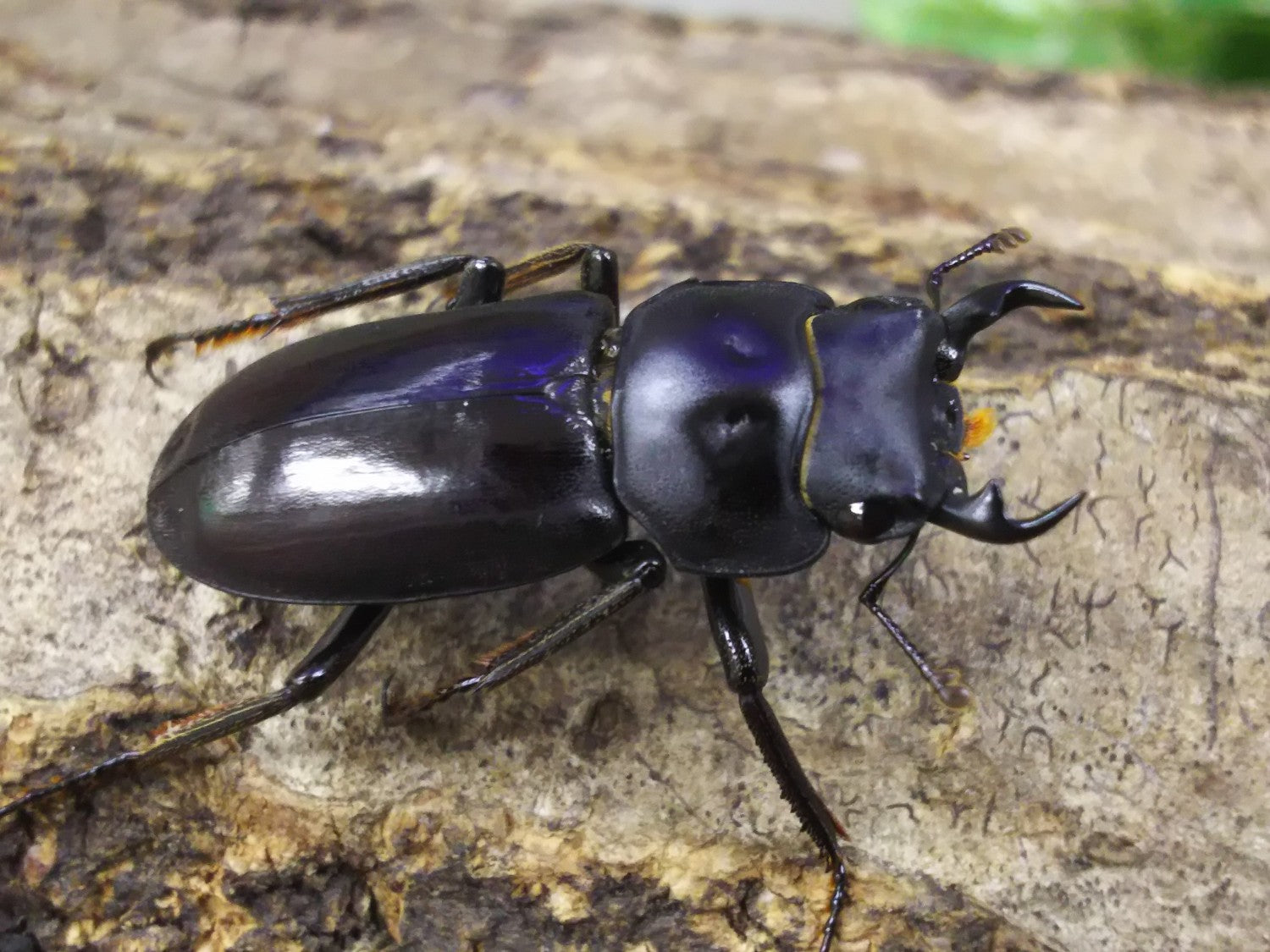 オキナワコクワガタ(リュウキュウコクワガタ) – クワガタムシ・カブトムシ昆虫専門店COLORS