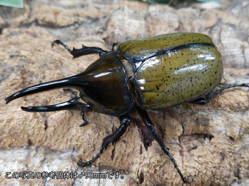 モロンオオカブト(ヒルスシロカブト・サンタマルタ山脈亜種) メキシコ ベラクルス州サンタマルタ産 ペア（累代CB ♂87mm 2024/1 –  クワガタムシ・カブトムシ昆虫専門店COLORS