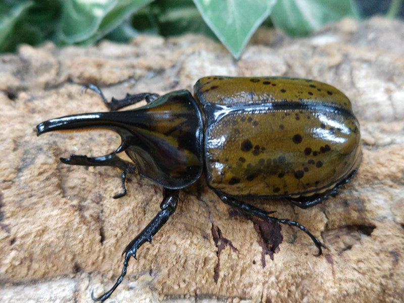 マヤシロカブト ホンジュラス 産 ペア（累代CBF1 ♂82mm 2024/3 ♀Freemm 2024/3） –  クワガタムシ・カブトムシ昆虫専門店COLORS