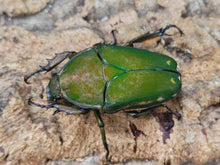 画像をギャラリービューアに読み込む, M.トルクアータ・インマキュリコリス カメルーン Nyassoso South west region産 ペア(累代WD ♂68mm ♀Freemm )