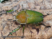 画像をギャラリービューアに読み込む, M.トルクアータ・インマキュリコリス カメルーン Nyassoso South west region産 ペア(累代WD ♂53mm ♀Freemm )