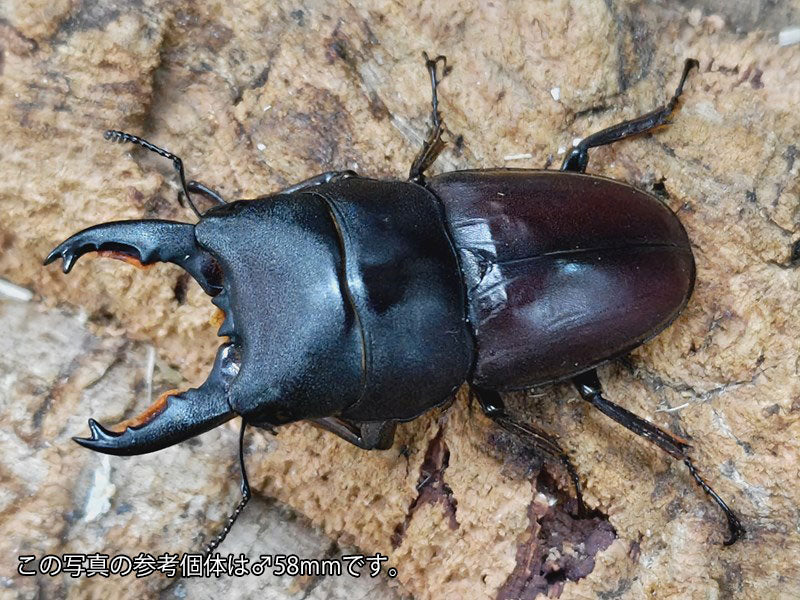 ≪≪ フィリピン便 Wild！ レア産地 カマリネス産 テイオウヒラタ １００ミリ 成虫ペア ≫ - 虫類