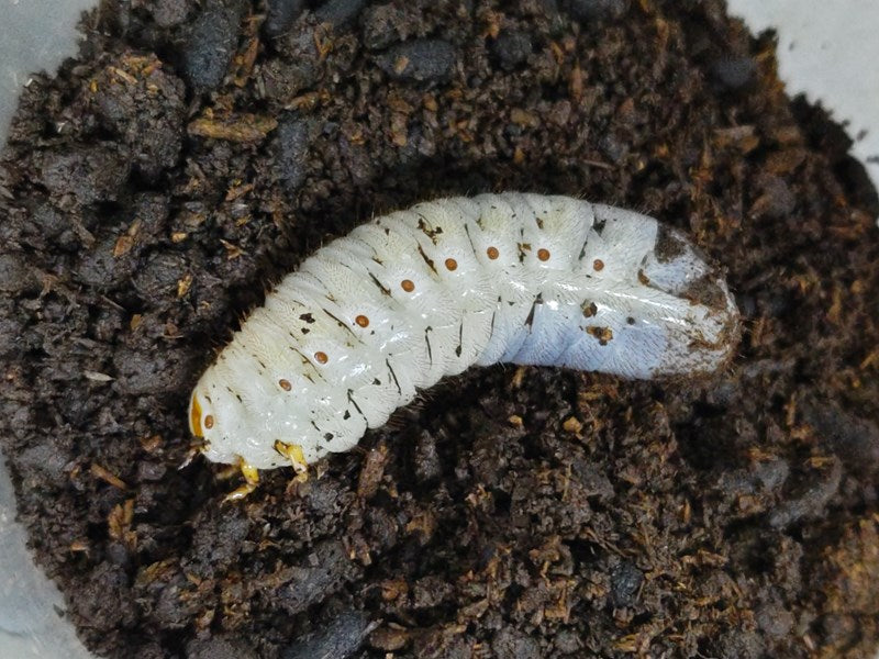 ラッケリーテナガカナブン幼虫 タイ チェンマイ県ウイアンパパウ産