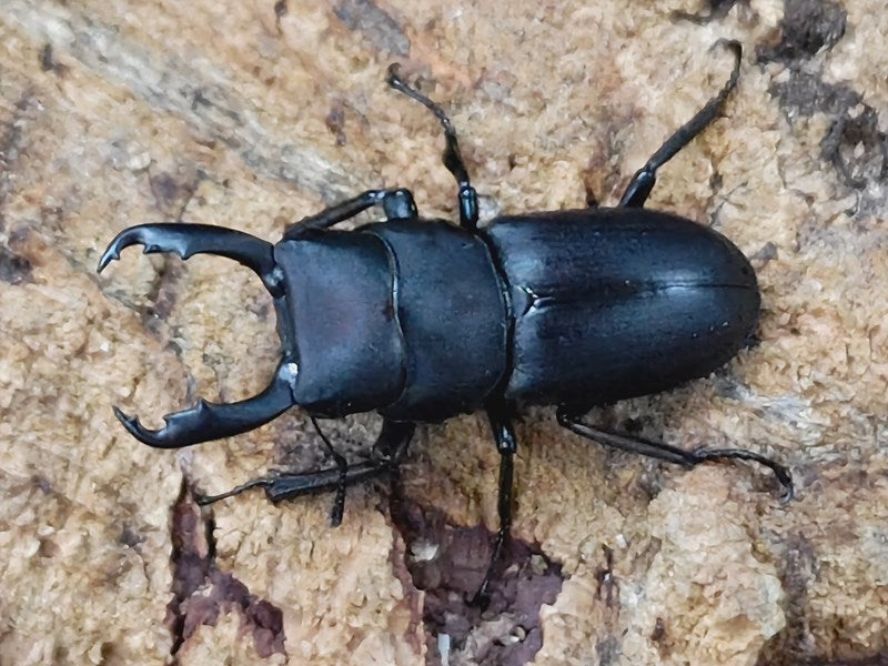 スジクワガタ 奈良県 生駒郡産 ペア（累代WD ♂33mm ♀Freemm ） – クワガタムシ・カブトムシ昆虫専門店COLORS