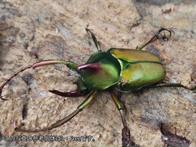 ロドリゲスカブトハナムグリ フィリピン パラワン島Mt.ガントン産 ペア（累代WD ♂L・Freemm ♀A'Free(左後脚符節欠け)mm –  クワガタムシ・カブトムシ昆虫専門店COLORS