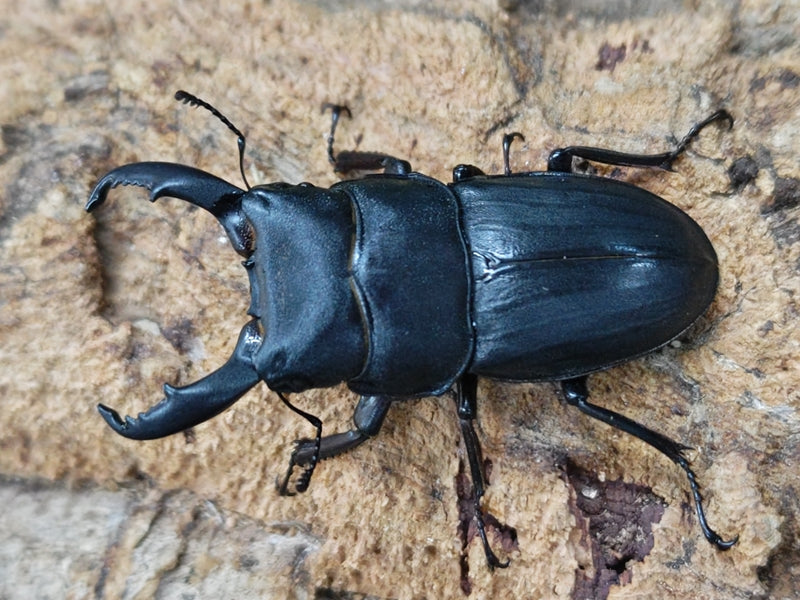 スジブトヒラタクワガタ 奄美大島 笠利町産 ペア（累代WD ♂55mm ♀Freemm ） – クワガタムシ・カブトムシ昆虫専門店COLORS