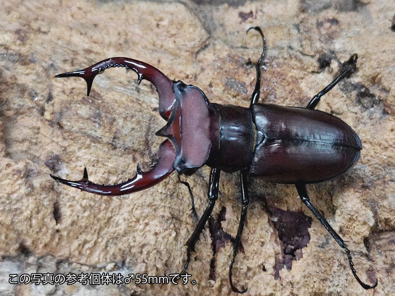 標本】特大 クラーツミヤマクワガタ（原名亜種：四川省南部Panzhihua）♂66.8ミリ - 虫類