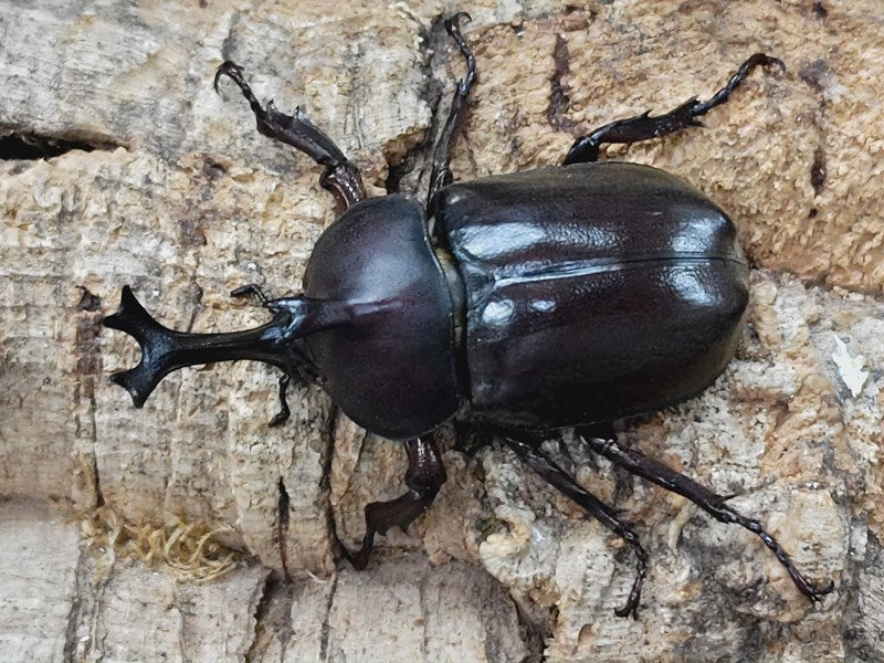 カブトムシ屋久島・種子島亜種 鹿児島県 熊毛郡南種子町産 ペア（累代
