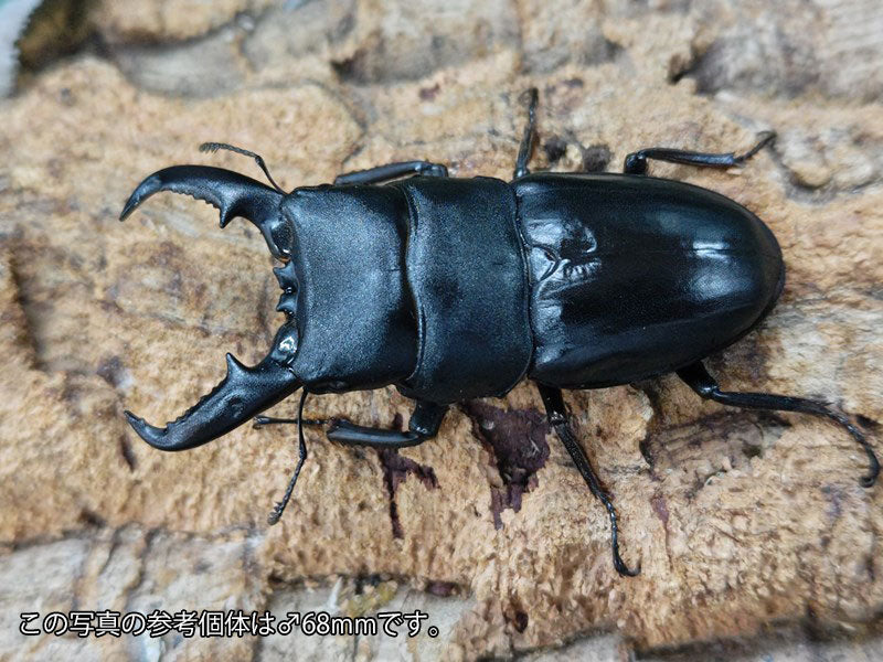 タカラヒラタクワガタ 鹿児島県 小宝島産 ペア（累代CB ♂64mm 2024/7 ♀A'Free(右前脚符節欠け)mm 2024/6） –  クワガタムシ・カブトムシ昆虫専門店COLORS