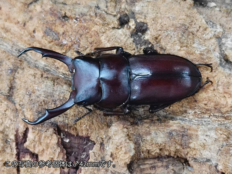 ミシマコクワガタ 鹿児島県 三島村黒島産 ペア（累代CB ♂35mm 2024/4